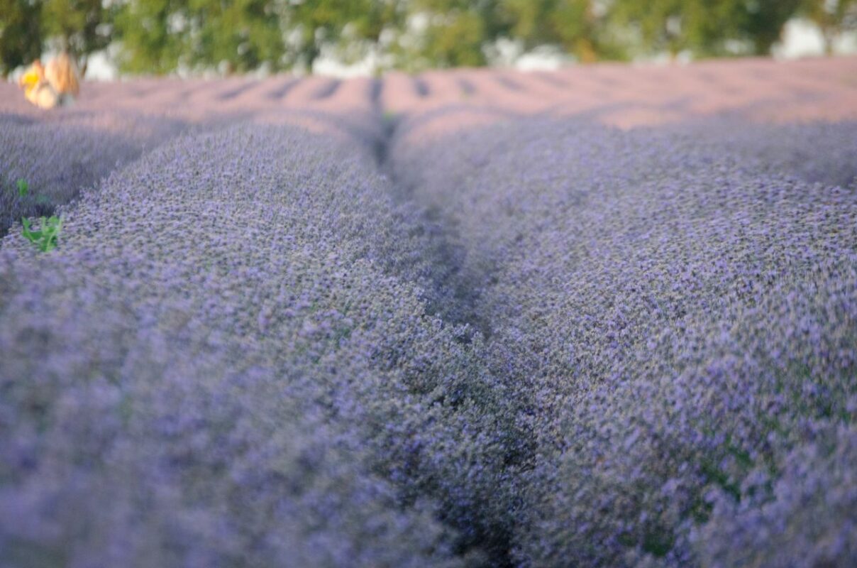Tranquil lavender field at twilight, showcasing vibrant purple hues and natural beauty.