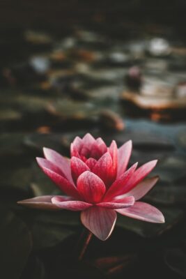 lotus çiçeği lotus çiçeği