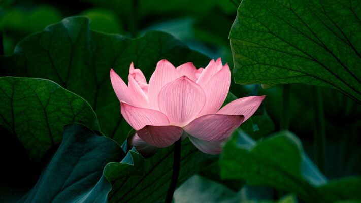 lotus çiçeği