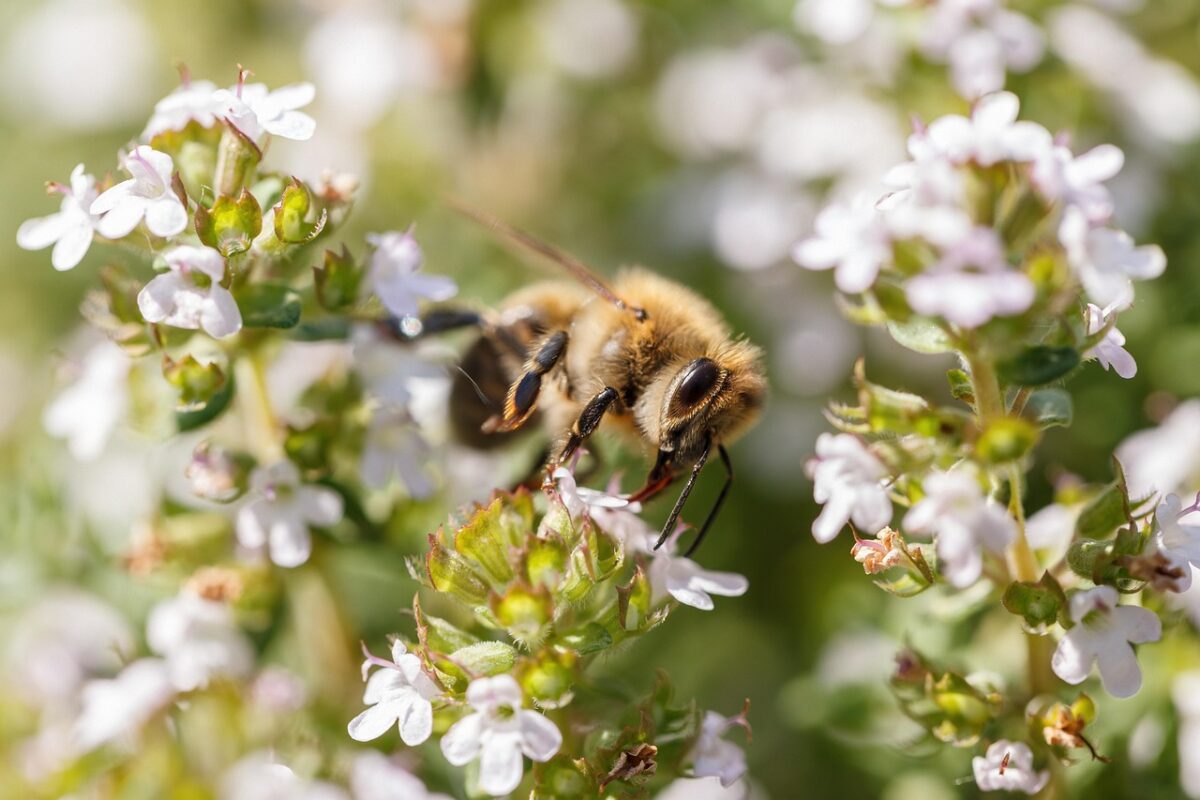 bee, insect, flowers, honey bee, beautiful flowers, flower background, common thyme, thyme, nature, flower wallpaper, closeup