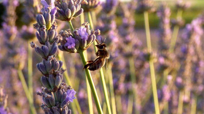 lavander, bee, nature, flower background, flower wallpaper, beautiful flowers, flower