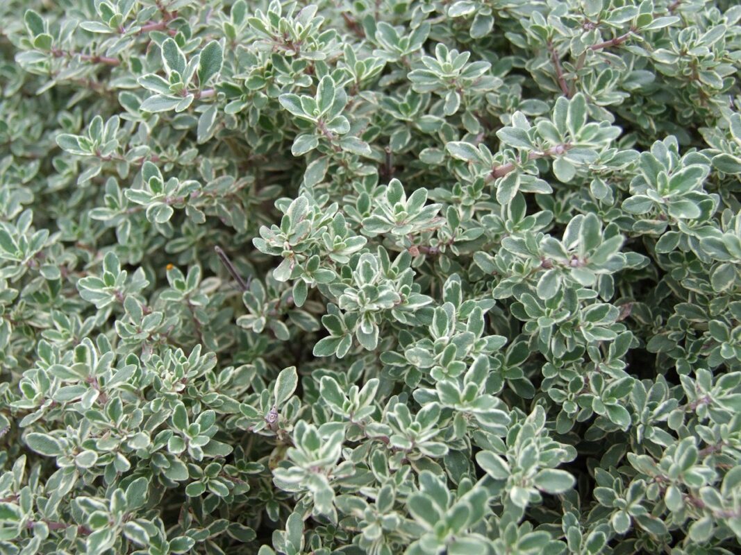 thyme, plant, nature, herb, spice
