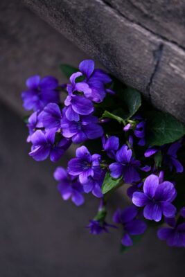 Bright purple violets blossoming against an aged stone wall, offering a vibrant, natural contrast.