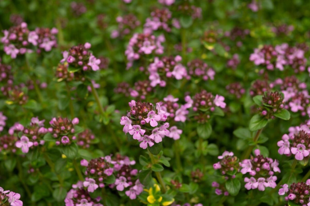 Beautiful blooming creeping thyme flowers in Kyiv Oblast garden.